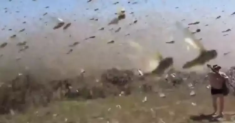 Serbuan belalang kumbara ini persis film horor, merinding melihatnya