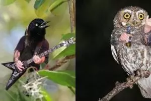 10 Editan foto konyol jika burung punya tangan, ada-ada saja