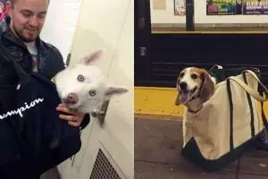 10 Potret anjing di dalam tas, ekspresinya menggemaskan