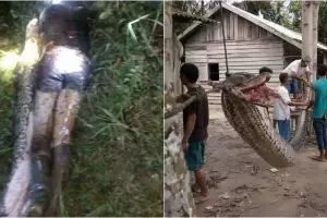 3 Kasus ular piton memangsa manusia, ada yang ditelan bulat-bulat