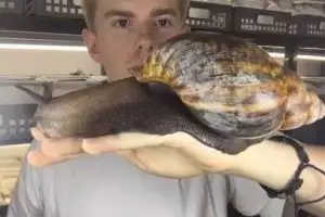 Penemuan bekicot jumbo, besarnya melebihi telapak tangan