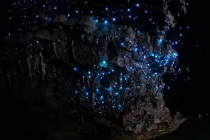 5 Fakta gua 'berbintang' di Selandia Baru, aslinya bikin kamu terkejut