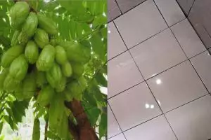 Buah legendaris ini ampuh banget bersihkan kerak membandel di keramik