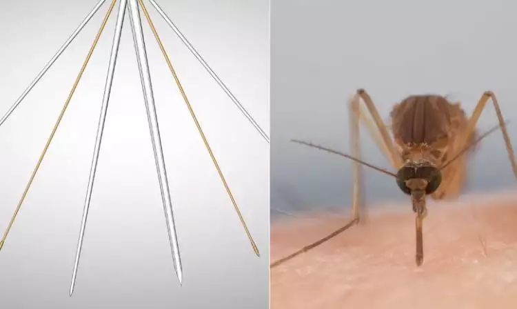 Ini penampakan 6 jarum milik nyamuk saat hisap darahmu, pantesan gatal