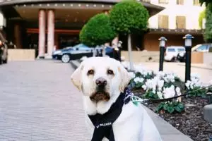 Unik, hotel ini pekerjakan anjing untuk melayani tamu
