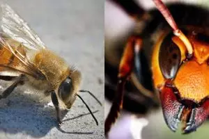 10 Serangga paling ngeri di dunia, gigitannya bisa langsung bikin mati