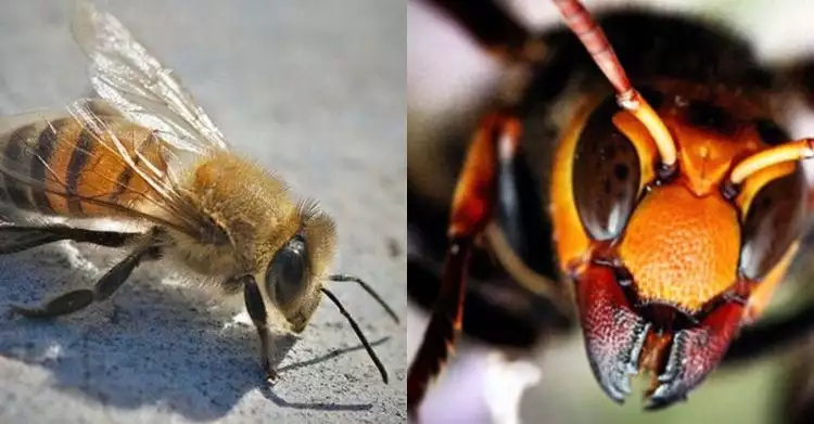 10 Serangga paling ngeri di dunia, gigitannya bisa langsung bikin mati