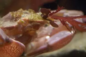 Kepiting ini bak model fashion, selalu pilih baju yang paling keren