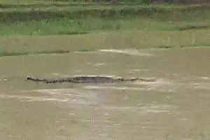 Hanyut karena banjir, buaya di sawah ini gegerkan warga