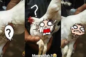 Aneh tapi nyata, ayam di Sulsel ini tak bertelur tapi beranak