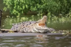 Kisah buaya mulut menganga ketuk-ketuk rumah ini bikin merinding