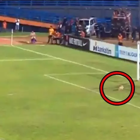 Kucing ini masuk &amp; tiduran di lapangan saat laga Persela vs Borneo FC