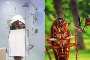 15 Foto tunjukkan 'andai kecoa juga manusia' ini bikin tepuk jidat