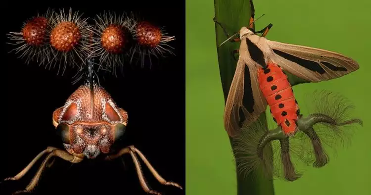 7 Serangga ini punya bentuk sangat aneh, ada yang mirip alien