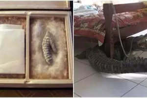 10 Benda terabsurd ini pernah ditemukan di bawah tempat tidur