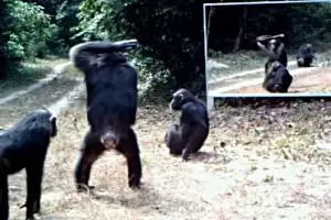 Reaksi tak terduga hewan-hewan liar saat di depan cermin, epic abis!