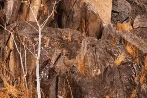 Bisakah kamu menemukan hewan di 13 gambar ini kurang dari 1 menit?