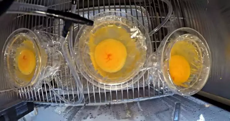 Ajaib! Siswa ini sukses tetaskan telur ayam tanpa cangkang