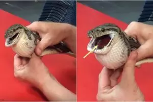 Mengira makanan, ular ini telan bola tenis dan tertancap di tubuhnya