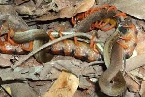 Pertarungan langka, lipan raksasa memangsa seekor ular