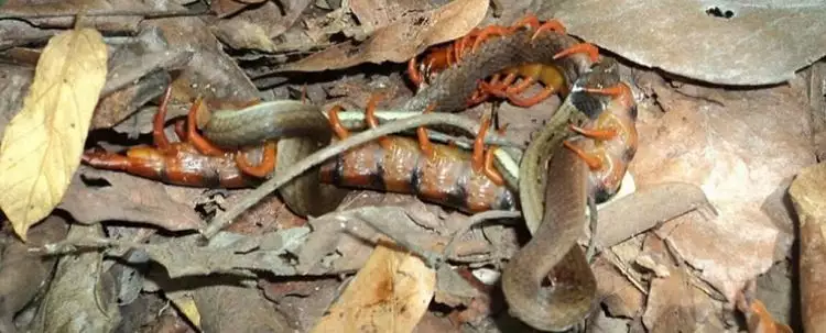 Pertarungan langka, lipan raksasa memangsa seekor ular