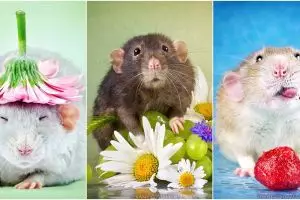 Bak model, 15 foto ini bukti tikus juga lihai berpose imut & fancy