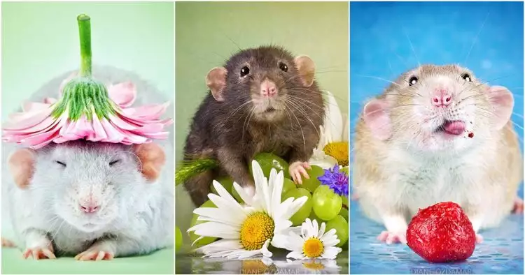 Bak model, 15 foto ini bukti tikus juga lihai berpose imut & fancy