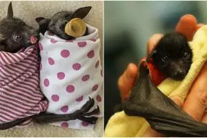 Bukan seram, 10 foto kelelawar ini malah terlihat innocent bak bayi