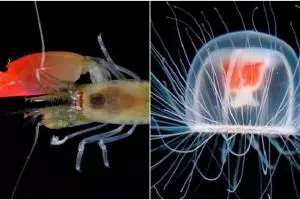 Bak superhero, 7 binatang unik ini punya kekuatan yang luar biasa