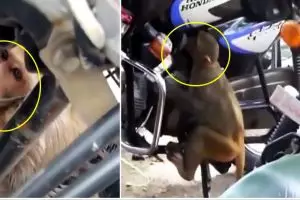 Kecanduan, monyet habisin bensin sepeda motor di parkiran toko