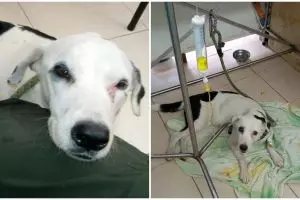 Ditinggal tuannya, anjing ini meninggal karena patah hati