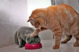 Ini 3 manfaat memelihara kucing di rumah yang jarang kamu ketahui