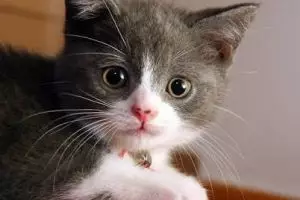 Beri ikan utuh untuk kucing bisa bikin bulu rontok, bener nggak sih?