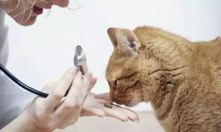 Tak hanya manusia, kucing juga perlu perawatan gigi lho