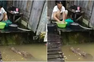 Viral video emak-emak santai nyuci ditemani buaya, gereget banget