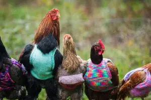Di Jawa dapat 10 ekor, di perbatasan ayam potong seekor Rp 400.000!