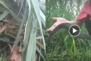 Viral, tutorial kocak mengarit rumput bikin perut mules menahan tawa