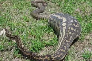 10 Ular piton ini mati karena rakus, ada yang menelan manusia