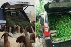 5 Potret saat mobil mewah digunakan mengangkut pakan ternak