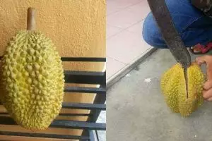Beli durian Rp 15 ribu, saat dibelah isinya mengejutkan