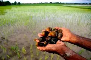 Menyingkap fakta keong sawah, pengganti daging yang diusulkan Mentan