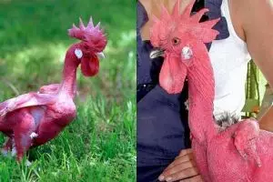 Ilmuwan ini berhasil ciptakan ayam tanpa bulu pertama di dunia