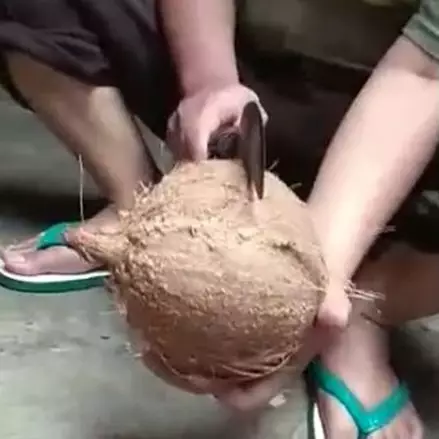 Tutorial nyungkil kelapa pakai pangot ini bakal berguna banget, kocak