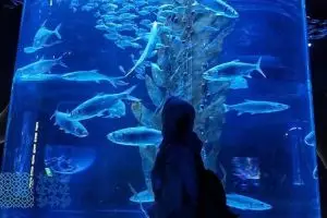 Nikmati liburan seru penuh edukasi di Jakarta Aquarium