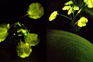 Ilmuwan ini ciptakan tanaman yang bisa menyala sendiri, gantikan lampu