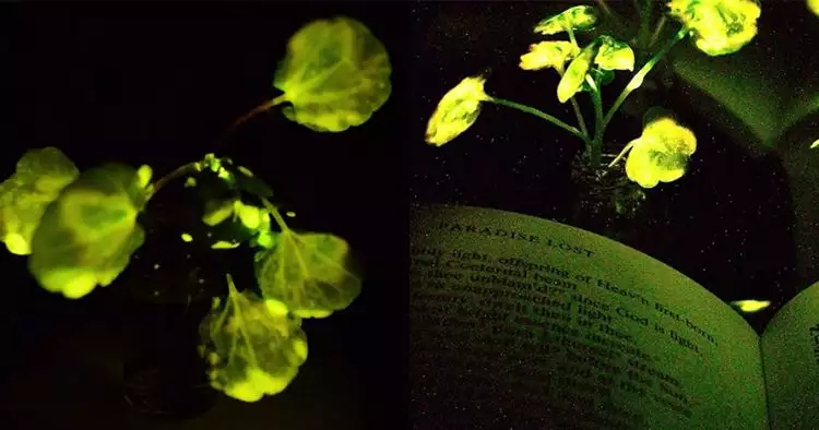 Ilmuwan ini ciptakan tanaman yang bisa menyala sendiri, gantikan lampu