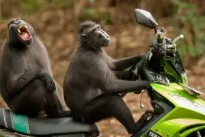 10 Momen hewan paling lucu yang tertangkap kamera di tahun 2017