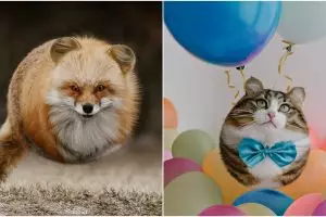 10 Hewan ini tampak seperti bola melayang di udara, menggemaskan