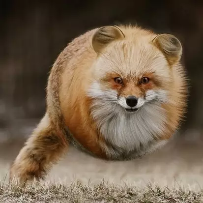 10 Hewan ini tampak seperti bola melayang di udara, menggemaskan