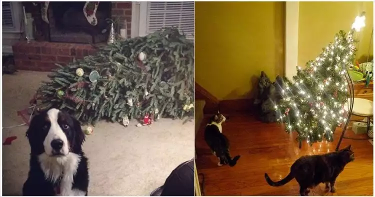 12 Momen ketika hewan kesayangan merusak kebahagiaan Natal, duh! 